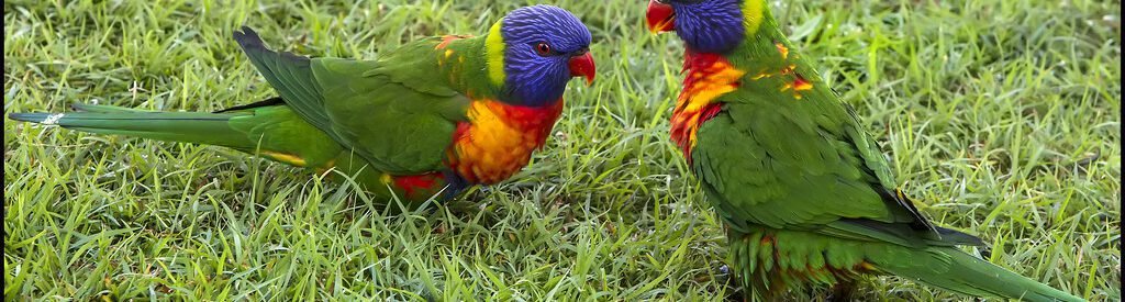 Lorikeets chatting on the grass